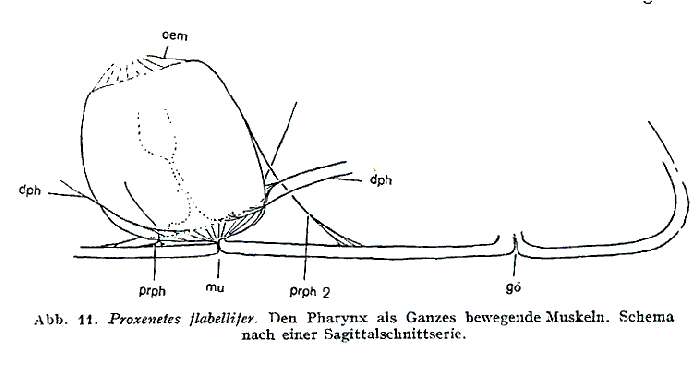 Image of Proxenetes flabellifer Jensen 1878