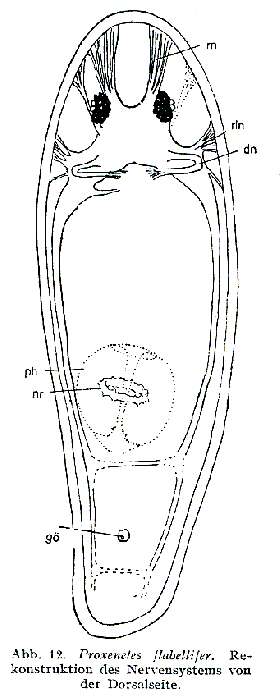 Image of Proxenetes flabellifer Jensen 1878