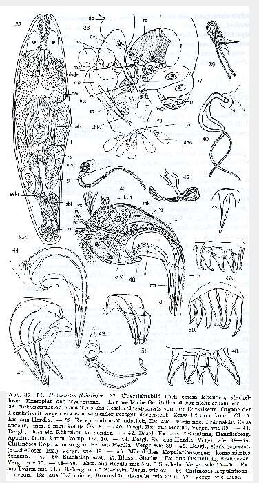 Image of Proxenetes flabellifer Jensen 1878