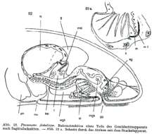 Image of Proxenetes flabellifer Jensen 1878