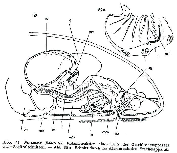 Image of Proxenetes flabellifer Jensen 1878