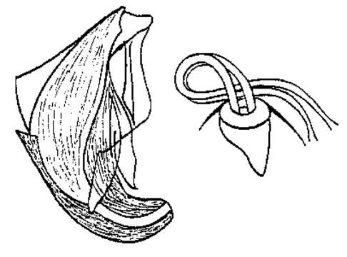 Image of Proxenetes flexus Ax 1971