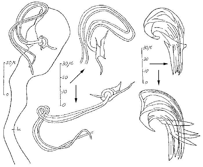 Image of Proxenetes intermedius Hartog 1966