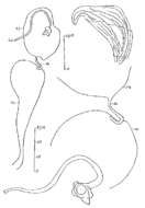 Image of Proxenetes monotubulus Hartog 1966