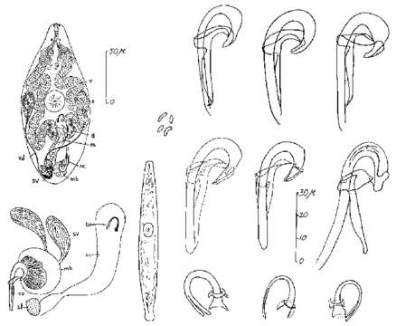 Image of Proxenetes pratensis Ax 1960