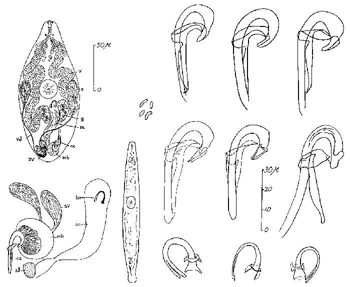 Image of Proxenetes pratensis Ax 1960