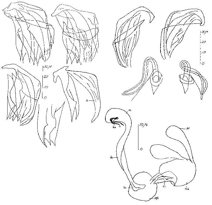 Image of Proxenetes segmentatus Hartog 1966