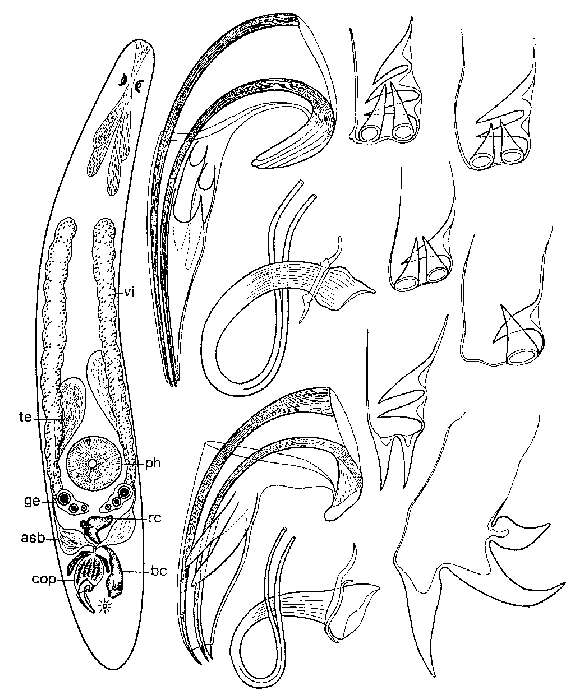 Imagem de Proxenetes tenuispinosus Ehlers 1974