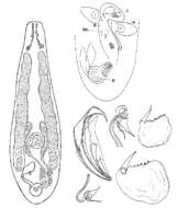 Image of Proxenetes unidentatus Hartog 1965