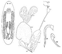 Image of Lutheriella