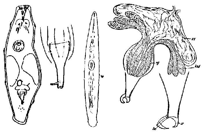 Image of Paramesostoma