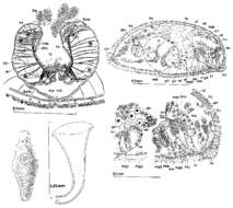 Image of Paramesostoma helgolandicum Ax 1959