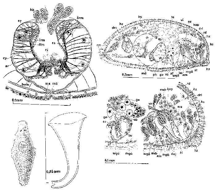 Image of Paramesostoma helgolandicum Ax 1959