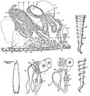 Image of Astrotorhynchus