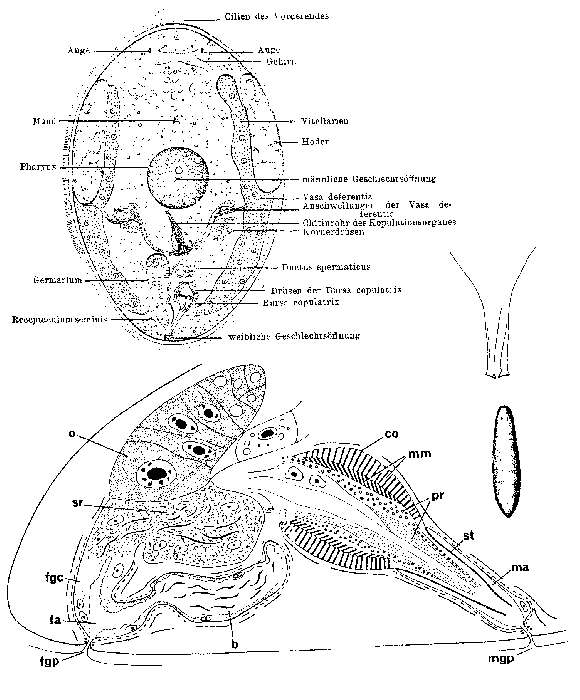 Image of Byrsophlebs graffi Jensen 1878