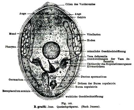 Image of Byrsophlebs graffi Jensen 1878