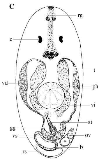 Image of Byrsophlebs caligulachaena (Ehlers & Ehlers 1981)