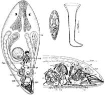 Image of Byrsophlebs caligulachaena (Ehlers & Ehlers 1981)