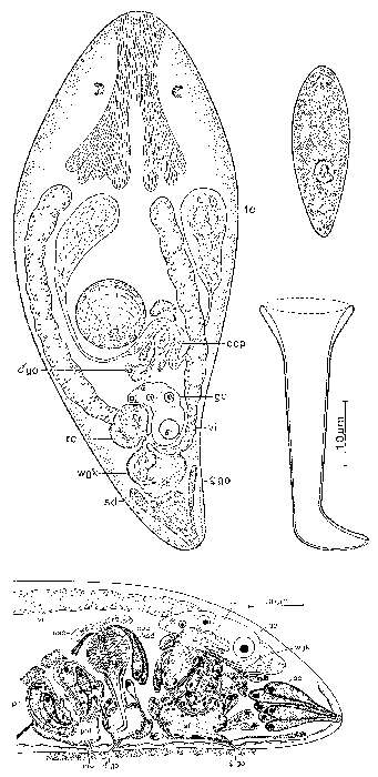 Image of Byrsophlebs caligulachaena (Ehlers & Ehlers 1981)