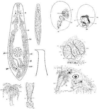 Image of Byrsophlebs delamarei (Ax 1956)