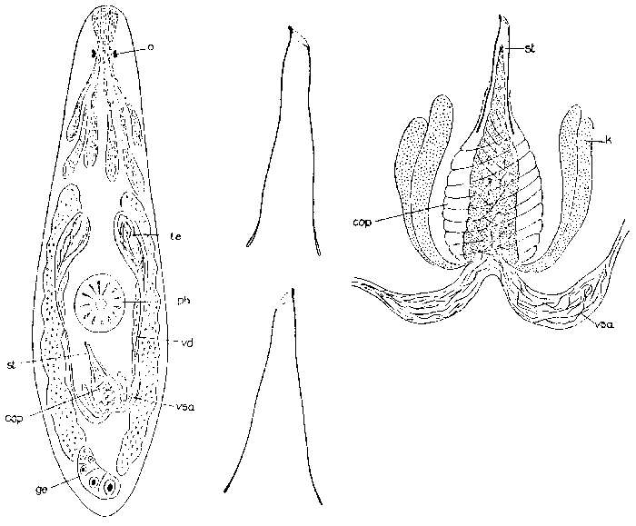 Image of Byrsophlebs dubia (Ax 1956)