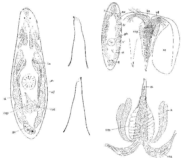 Image of Byrsophlebs dubia (Ax 1956)