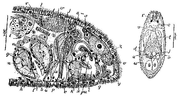 Image of Byrsophlebs lutheri (Marcus 1952)