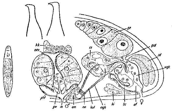 Image of Byrsophlebs simplex (Ax 1959)