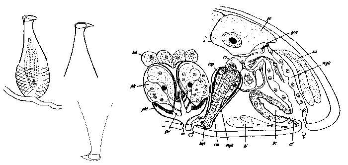 Image of Byrsophlebs uncinata (Ax 1959)