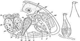 Image of Byrsophlebs uncinata (Ax 1959)