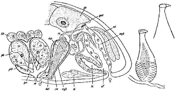 Image of Byrsophlebs uncinata (Ax 1959)