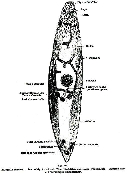 Image of Maehrenthalia