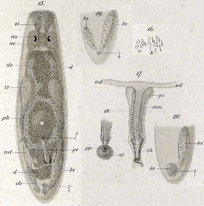 Image of Maehrenthaliella