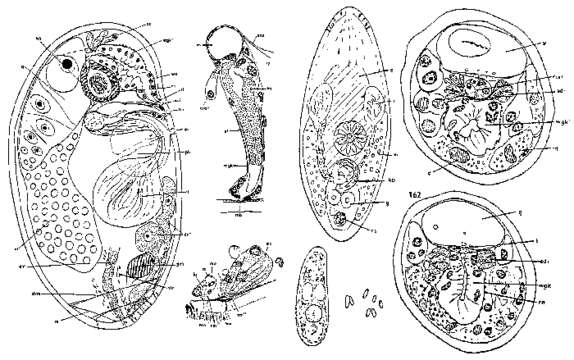 Image of Parabyrsophlebs