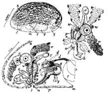 Image of Haloplanella evelinae Marcus 1954