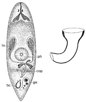 Imagem de Haloplanella hamulata Ehlers 1974