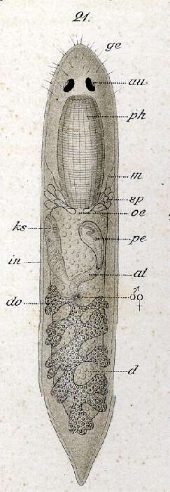 Image of Phaenocora salinarum (Graff 1882)