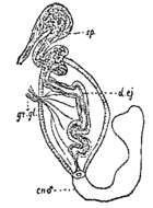 Image of Phaenocora salinarum (Graff 1882)