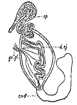 Sivun Phaenocora salinarum (Graff 1882) kuva