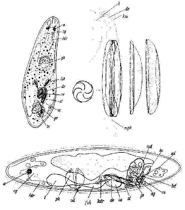 Image of Haloplanella multifida Riedl 1954