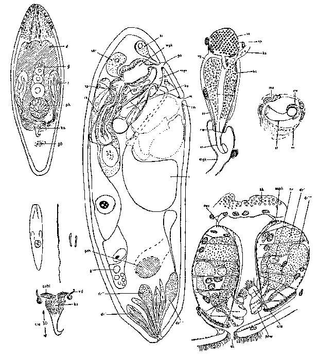 Image of Notomonoophorum