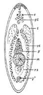 Image of Notomonoophorum oculatum Westblad 1954