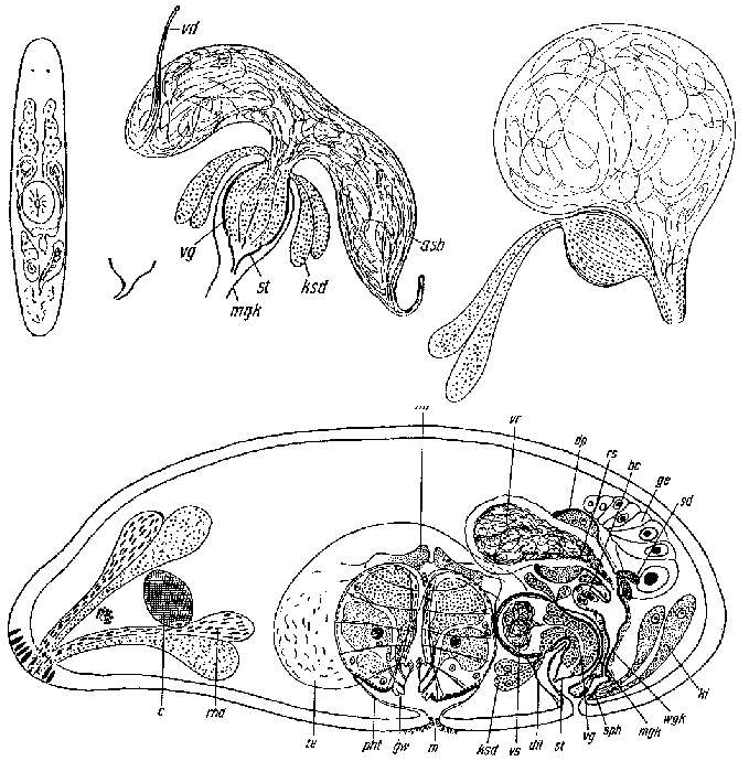 Image of Pratoplana