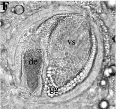 Image of Strongylostoma elongatum Hofsten 1907