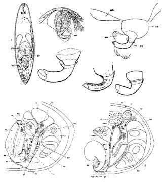 Image de Thalassoplanella