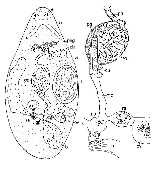 Image of Lenopharynx tubatus Schockaert & Martens 1985