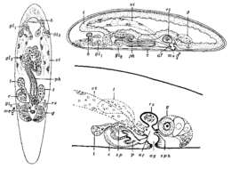 Image of Espegrendia