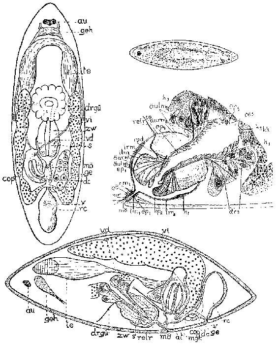 Image of Anthopharynx