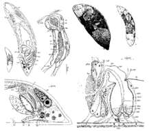 Image of Proceropharynx litoralis Ehlers 1972