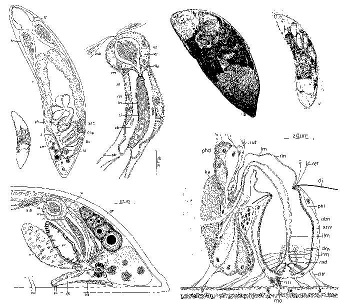 Image of Proceropharynx litoralis Ehlers 1972